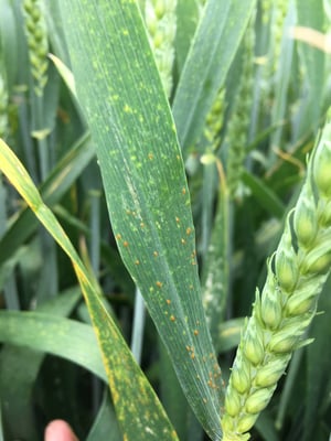 2018 - T2: The key fungicide timing for protecting wheat