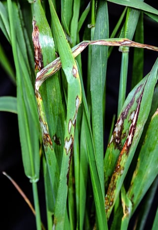 2018 - Barley blotch diseases drive T1 planning