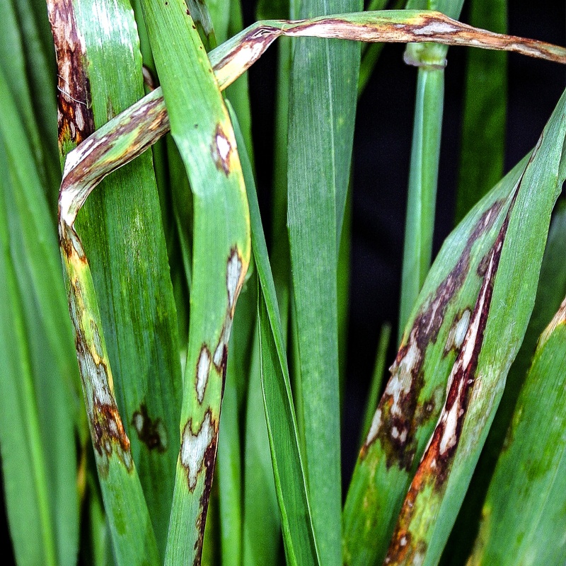 2019 - Barley disease control