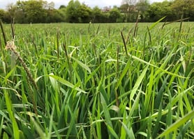 Black-grass East Anglia