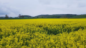 Oilseed rape in the south