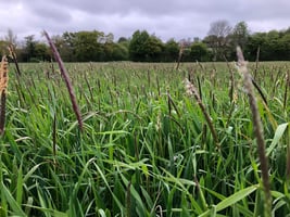 Black-grass field