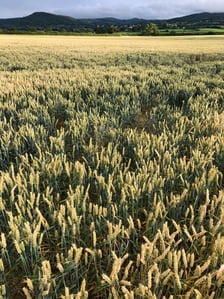 Near wheat harvest west