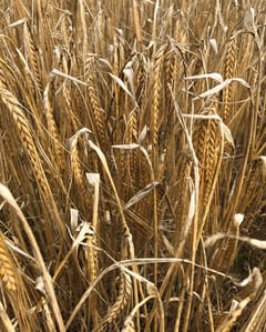 Barley close to harvest Midlands