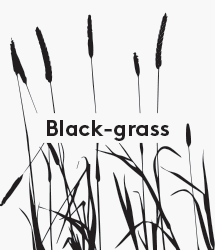 Blackgrass_Animation