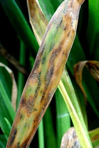 Septoria 1 @300