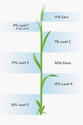 Barley Leaf Diagram