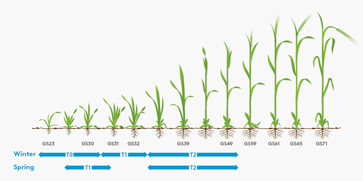 Barley Leaf Diagram_900x600 (2)