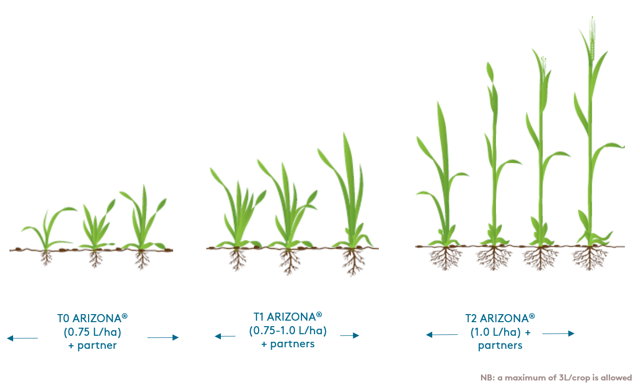 ARIZONA Barley Recommendations