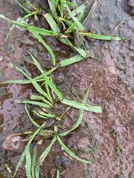 Drowned barley plant