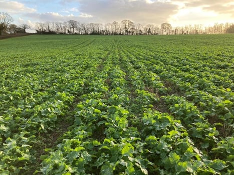 OSR Kent Feb21