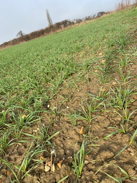 WINTER CEREALS COME THROUGH WINTER - EASTERN REGION - FEB21