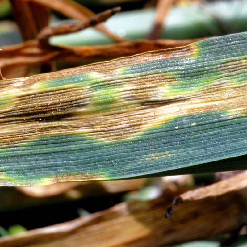 Ramularia