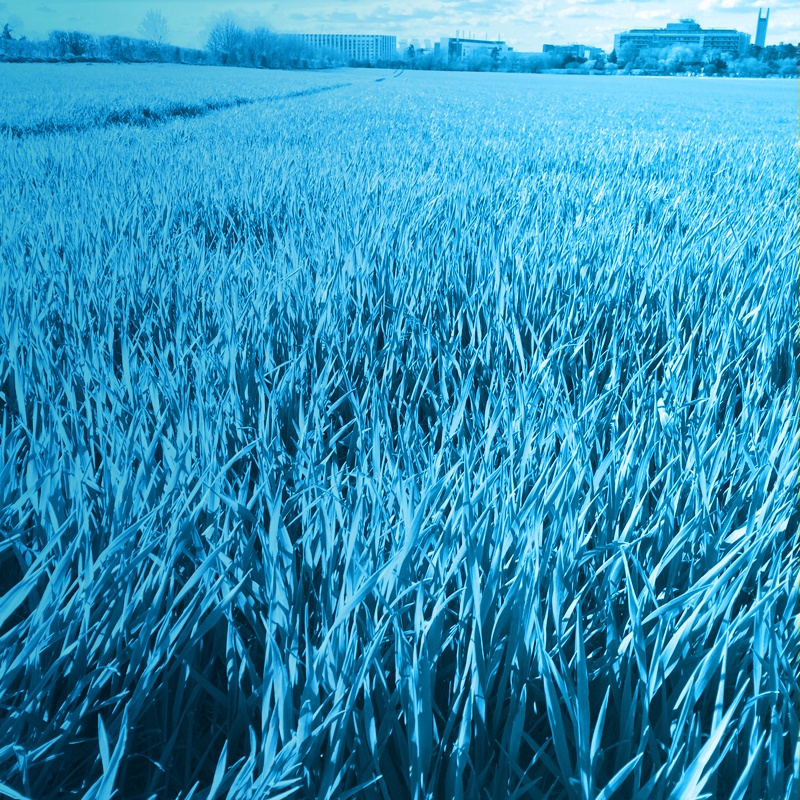 Winter Wheat Blog Banner_800x800