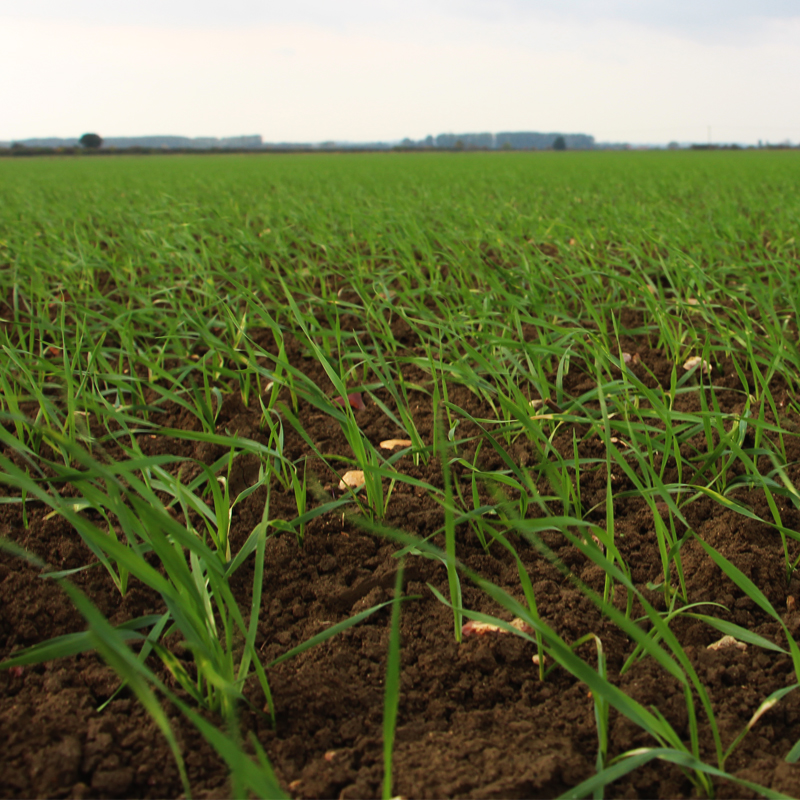 2 leaf wheat