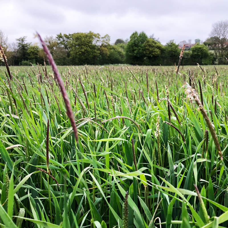 Black-grass field