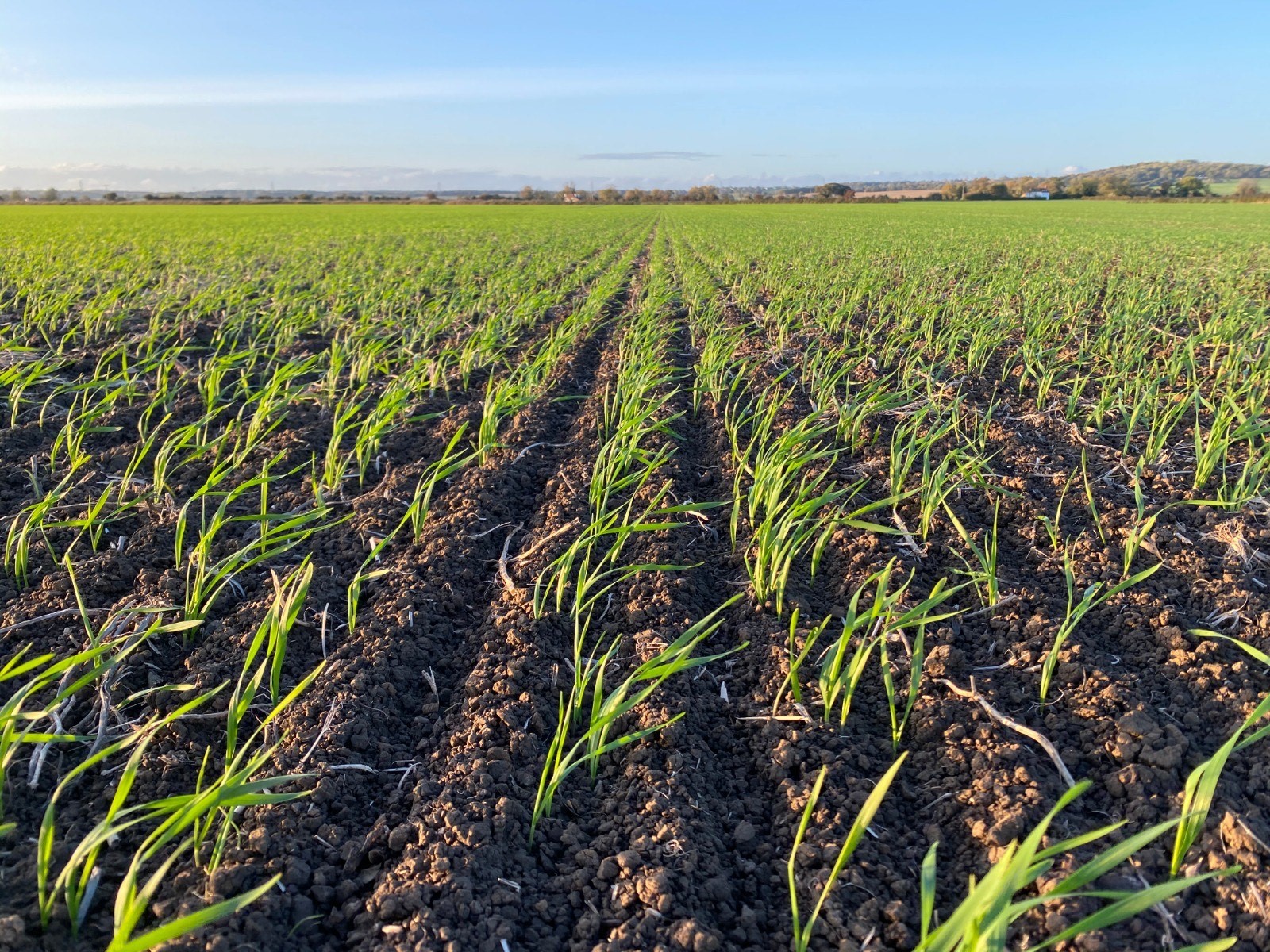 Black-grass field