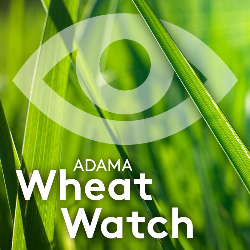 0335_ADAMA_Wheat Watch_800x800.jpg