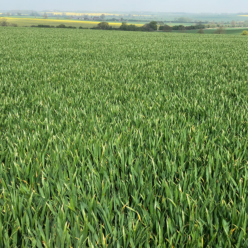 Wheat approaching T2