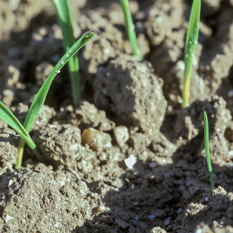 Field and dyke_800x800.jpg