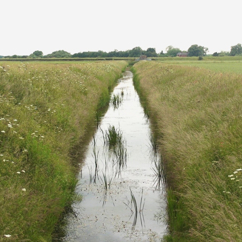 Field and dyke_800x800.jpg