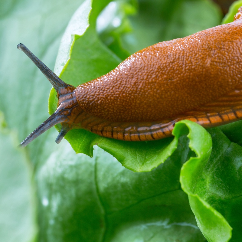 Slug2_800x800.jpg