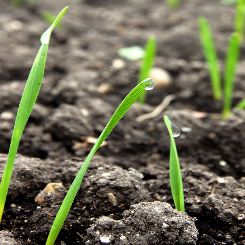 Winter wheat at em GS11 800x800.jpg