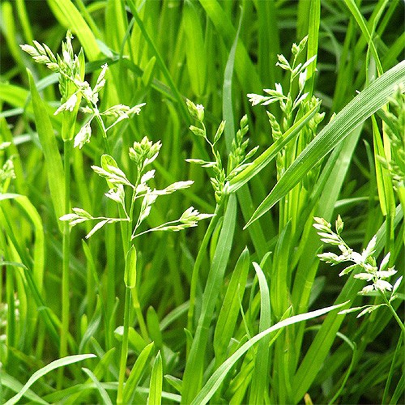 annual-meadow-grass1_800x800.jpg